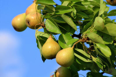 produzione di arbusti da frutto ornamentali in Polonia