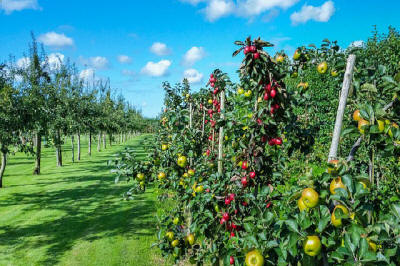 produzione di arbusti da frutto ornamentali in Polonia