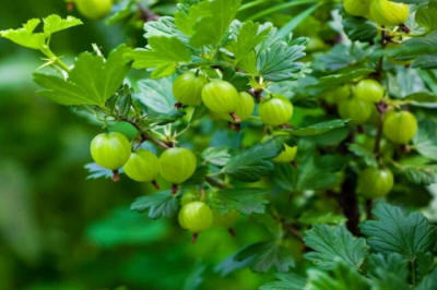 produzione di arbusti da frutto ornamentali in Polonia