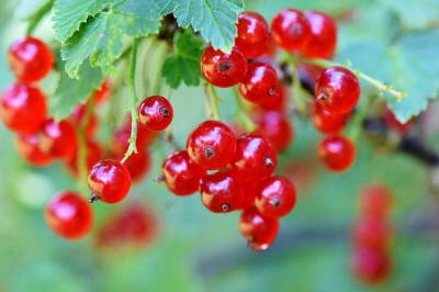 produzione di arbusti da frutto ornamentali in Polonia