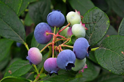 produzione di arbusti da frutto ornamentali in Polonia