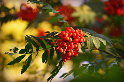 produzione di arbusti da frutto ornamentali in Polonia