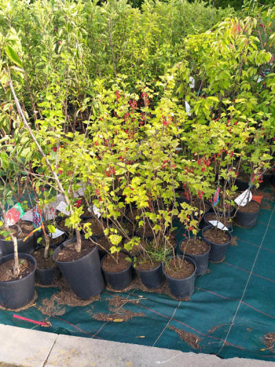 produzione di arbusti da frutto ornamentali in Polonia