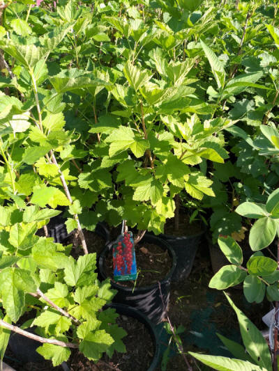 produzione di arbusti da frutto ornamentali in Polonia
