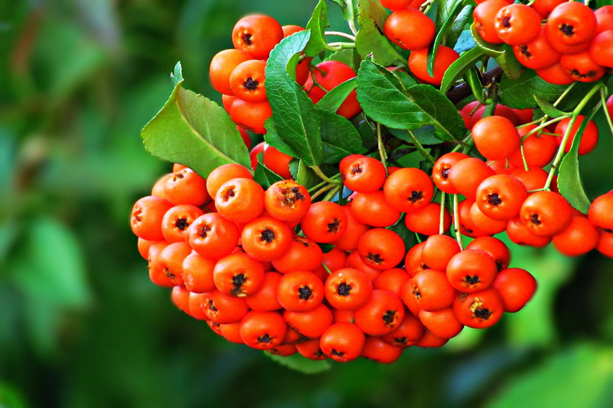 produzione di arbusti da frutto ornamentali in Polonia
