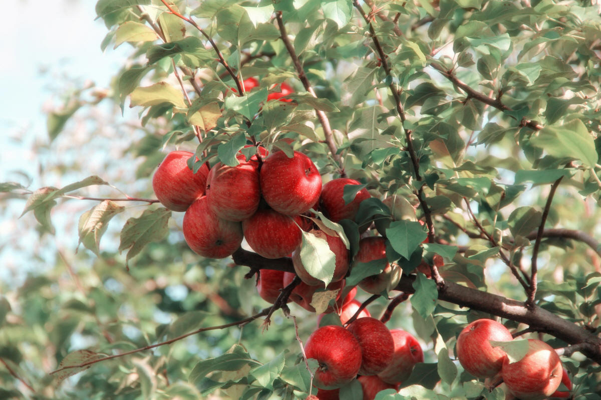 produzione di arbusti da frutto ornamentali in Polonia