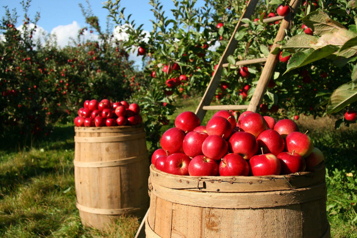 produzione di arbusti da frutto ornamentali in Polonia