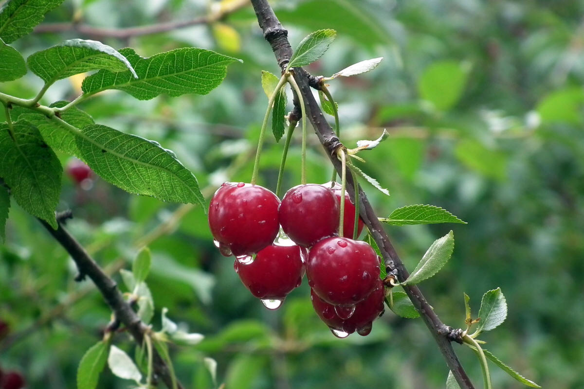 produzione di arbusti da frutto ornamentali in Polonia
